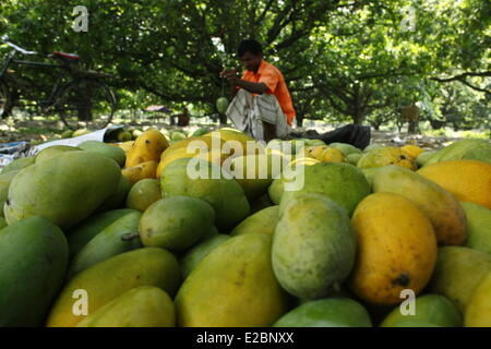 Chapainawabganj, Bangladesh, 17 Giugno, 2014. Mercato di mango nel giardino di mango Bangladesh generalmente produce circa 800.000 tonnellate di manghi su 51.000 ettari di bosco. Chapainawabganj produce da solo quasi 200.000 tonnellate di manghi su 23,282 ettari di terreno. Credito: zakir hossain chowdhury zakir/Alamy Live News Foto Stock