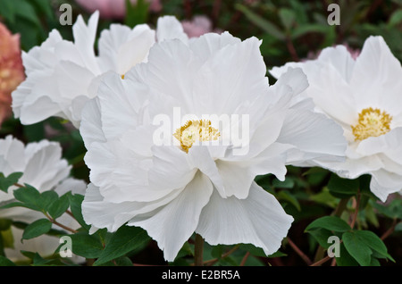 Grande albero bianco peonia - Paeonia suffruticosa 'Renkaku' Foto Stock