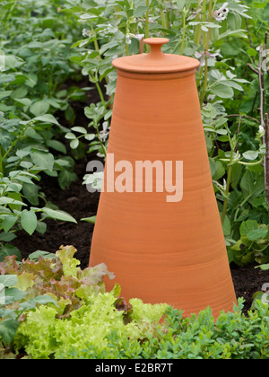 Clay di rabarbaro forzatore in un letto di verdure Foto Stock