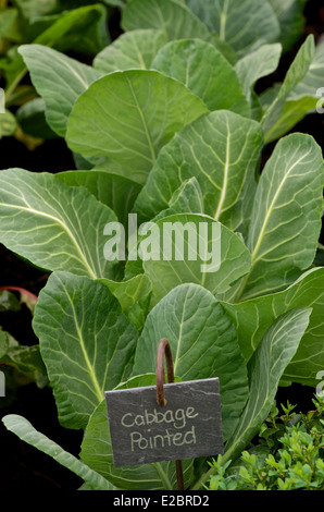 Appuntita cavolo verde che cresce in un letto di verdure Foto Stock