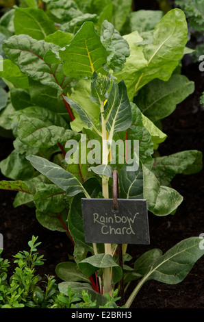 Rainbow Chard in crescita in un letto di verdure con una etichetta Foto Stock