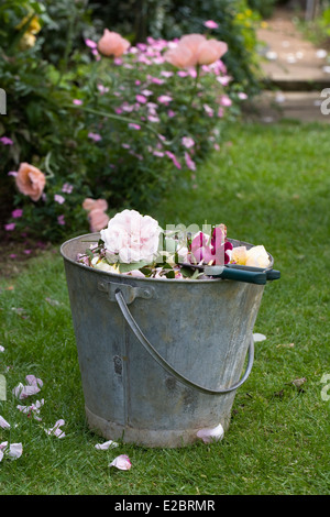 Deadheading Rose in un giardino estivo. Foto Stock