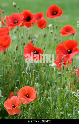 Papaver rhoeas. Papaveri crescente sul bordo di un area gioco per bambini. Foto Stock