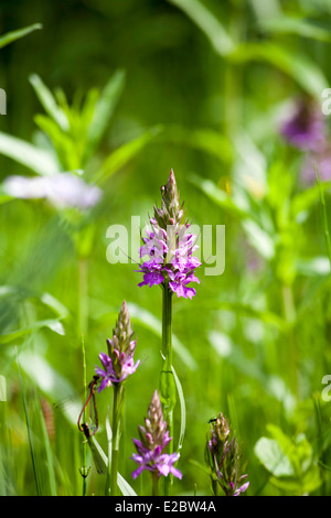 Inizio Marsh-Orchid dal modo Middlewood vicino a Bollington cheshire england Foto Stock