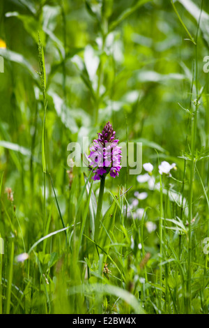 Inizio Marsh-Orchid dal modo Middlewood vicino a Bollington cheshire england Foto Stock