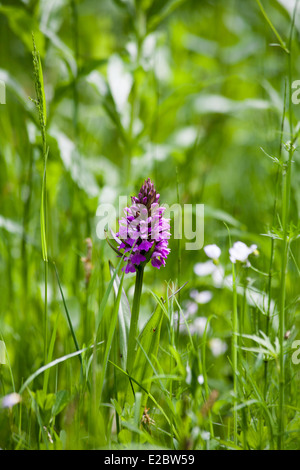 Inizio Marsh-Orchid dal modo Middlewood vicino a Bollington cheshire england Foto Stock