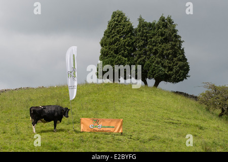 Curioso Black & White mucca in piedi in una fattoria di campagna campo da due banner pubblicitari promozione doni per i ciclisti - Yorkshire Dales, Inghilterra, Regno Unito. Foto Stock