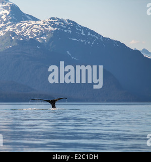 Humpback Whale tail nel sud-est dell Alaska con le montagne sullo sfondo. Foto Stock