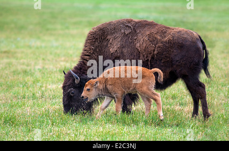 Buffalo bison vacca e un vitello sul pascolo verde Foto Stock