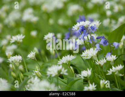 Prato scena con Bluebells e aglio selvatico in fiore Foto Stock