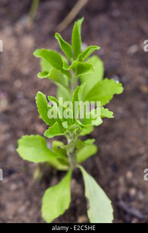 La Stevia rebaudiana. La Stevia pianta nel giardino. Foto Stock
