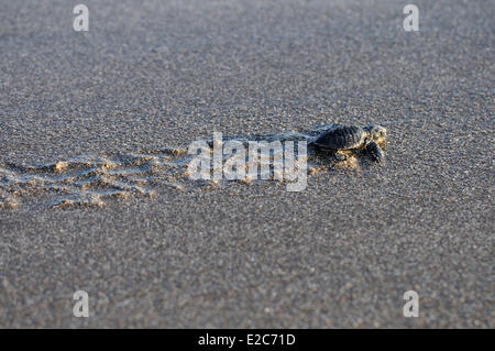 Indonesia, Bali, rilascio di baby tartarughe sulla spiaggia di Kuta beach dalla tartaruga di mare Programma di protezione Foto Stock