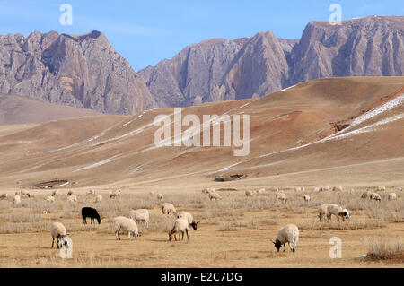 Cina, provincia di Gansu, Amdo, Xiahe county, Ganjia prati Foto Stock