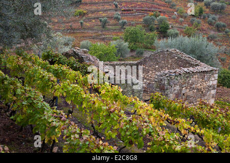 Il Portogallo, Regione Norte, Valle del Douro elencati come patrimonio mondiale dall' UNESCO, Lamego, vigneto in autunno Foto Stock