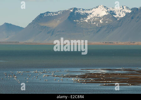 L'Islanda, regione Austurland, Costa Atlantica, Papafjordur bay, oca Foto Stock