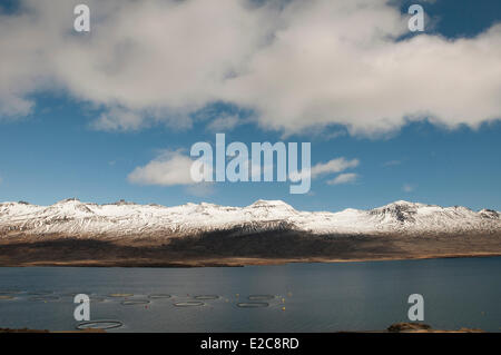 L'Islanda, regione Austurland, Costa Atlantica, east coat, Berufjordur fjord Foto Stock