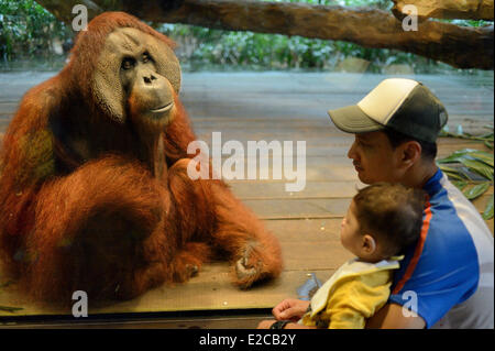 Singapore, Singapore Zoo, Sumatra Orang Utan Foto Stock
