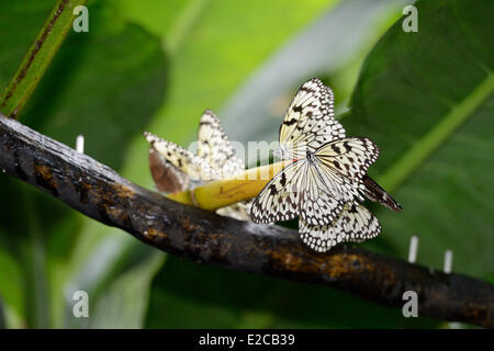 Singapore, Singapore Zoo Foto Stock