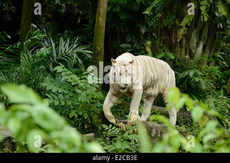 Singapore, Singapore Zoo, la Tigre Bianca (o tigre del Bengala) Foto Stock
