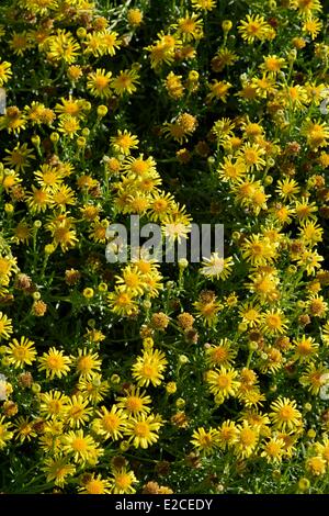 Francia, Herault, Serignan, Domaine des Orpellieres, massiccio del giallo dei fiori selvatici Foto Stock