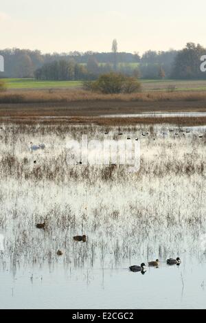 Francia, Indre, Berry, il Parco Naturale Regionale di La Brenne, Purais sullo stagno delle anatre e cigni Foto Stock