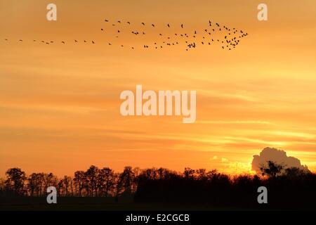 Francia, Indre, Berry, Parc Naturel Regional de la Brenne (Parco Naturale Regionale di La Brenne), Rosnay, Mar Rosso stagno (Etang de la Mer Rouge), comuni gru (grus grus), il volo al tramonto Foto Stock