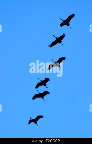 Francia, Indre, Berry, Parc Naturel Regional de la Brenne (Parco Naturale Regionale di La Brenne), Rosnay, Mar Rosso stagno (Etang de la Mer Rouge), comuni gru (grus grus), il volo al tramonto Foto Stock