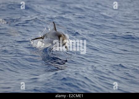 Mare Mediterraneo con striping (delfini Stenella coeruleoalba) Foto Stock