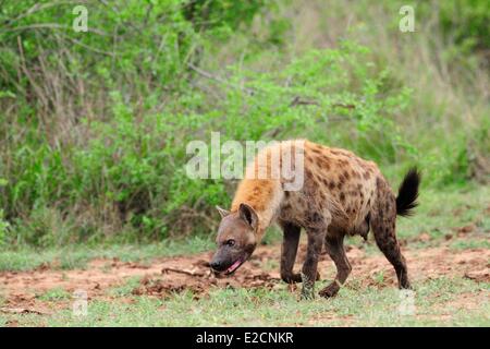Sud Africa Mpumalanga regione sud del Parco Nazionale di Kruger spotted hyaena (Crocuta crocuta) Foto Stock