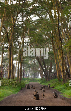 Kenya Nakuru national park babbuino oliva (papio anubis hamadryas) troup su una traccia Foto Stock