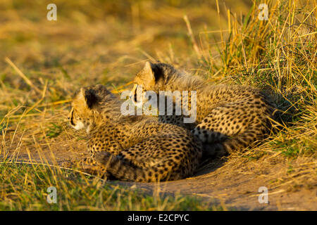 Kenia Masai Mara riserva nazionale ghepardo (Acinonyx jubatus) youngs Foto Stock