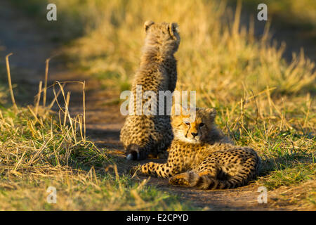 Kenia Masai Mara riserva nazionale ghepardo (Acinonyx jubatus) youngs Foto Stock