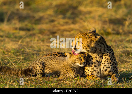 Kenia Masai Mara riserva nazionale ghepardo (Acinonyx jubatus) pulizia femmina i suoi giovani Foto Stock