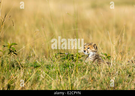 Kenia Masai Mara riserva nazionale ghepardo (Acinonyx jubatus) youngs Foto Stock