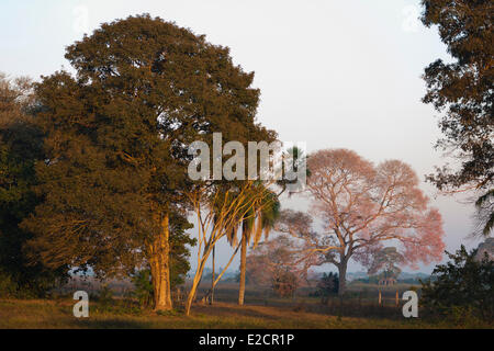 Il Brasile Mato Grosso Pantanal zona elencata come patrimonio mondiale dall UNESCO tromba rosa tree (Tabebuia impetiginosa) Foto Stock