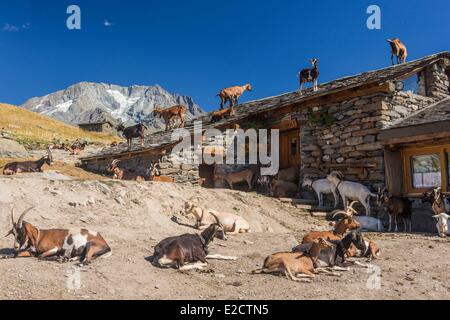 Francia Savoie Les Menuires farm il chasse vicino e Nicolas Pepe del ristorante con una vista dell'Aiguille di Peclet (3562m) Foto Stock