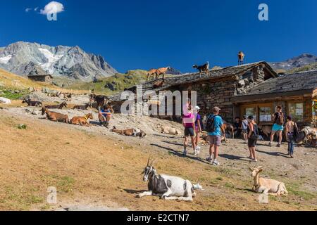 Francia Savoie Les Menuires farm il chasse vicino e Nicolas Pepe del ristorante con una vista dell'Aiguille di Peclet (3562m) Foto Stock