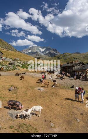 Francia Savoie Les Menuires farm il chasse vicino e Nicolas Pepe del ristorante con una vista dell'Aiguille di Peclet (3562m) Foto Stock