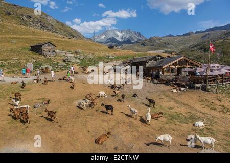 Francia Savoie Les Menuires farm il chasse vicino e Nicolas Pepe del ristorante con una vista dell'Aiguille di Peclet (3562m) Foto Stock