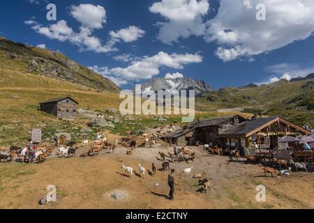 Francia Savoie Les Menuires farm il chasse vicino e Nicolas Pepe del ristorante con una vista dell'Aiguille di Peclet (3562m) Foto Stock