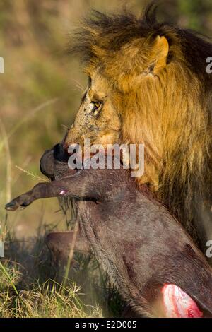 Kenya Masai-Mara game reserve lion (Panthera leo) maschio uccidere un warthog Foto Stock