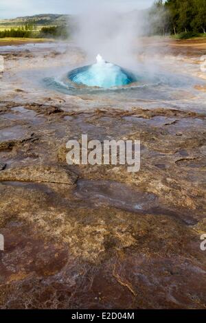 Islanda Vesturland regione Valle di Haukadalur Geysir Eruzione del geyser Strokkur Foto Stock