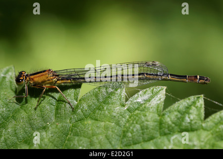 Blu-tailed Damselfly Ischnura elegans rufescens femmina -forma obsoleta Foto Stock