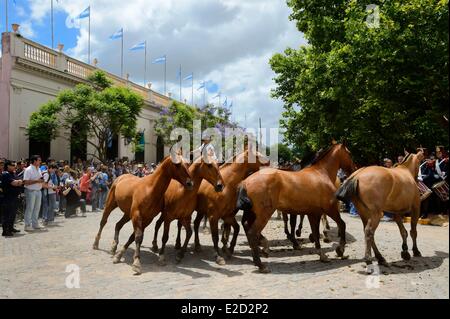 Argentina Buenos Aires Provincia San Antonio de Areco tradizione Day festival (Dia de Tradicion) gaucho con la sua mandria di cavalli Foto Stock