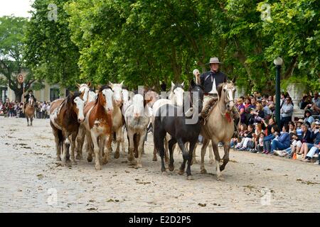 Argentina Buenos Aires Provincia San Antonio de Areco tradizione Day festival (Dia de Tradicion) gaucho con la sua mandria di cavalli Foto Stock