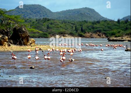 Dutch West Indies Bonaire Island Washington Slagbaai National Park i fenicotteri nel lago Gotomeer Caribbean Flamingo Foto Stock