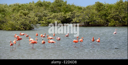 Dutch West Indies Bonaire Island Washington Slagbaai National Park i fenicotteri nel lago Gotomeer Caribbean Flamingo Foto Stock