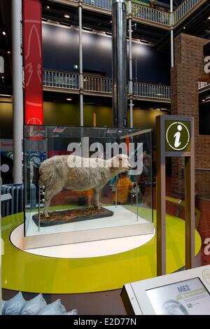 Il Regno Unito Scozia Edimburgo elencati come patrimonio mondiale dall' UNESCO Royal Museum of Scotland Dolly, il primo mammifero clonato in Foto Stock