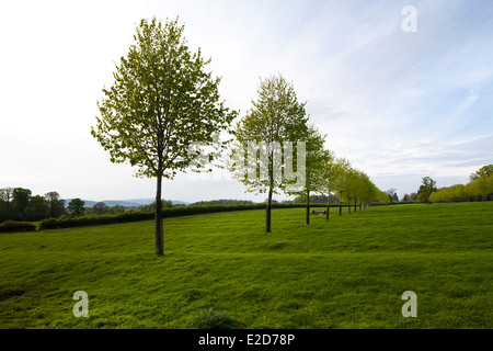 Un viale di alberi che crescono su di un crinale medievale e il solco campo nel villaggio Costwold di legno Stanway, GLOUCESTERSHIRE REGNO UNITO Foto Stock