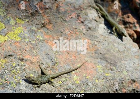 La Francia Corse du Sud Alta Rocca Bavella Bedriaga rock lizard (Archaeolacerta bedriagae) Foto Stock